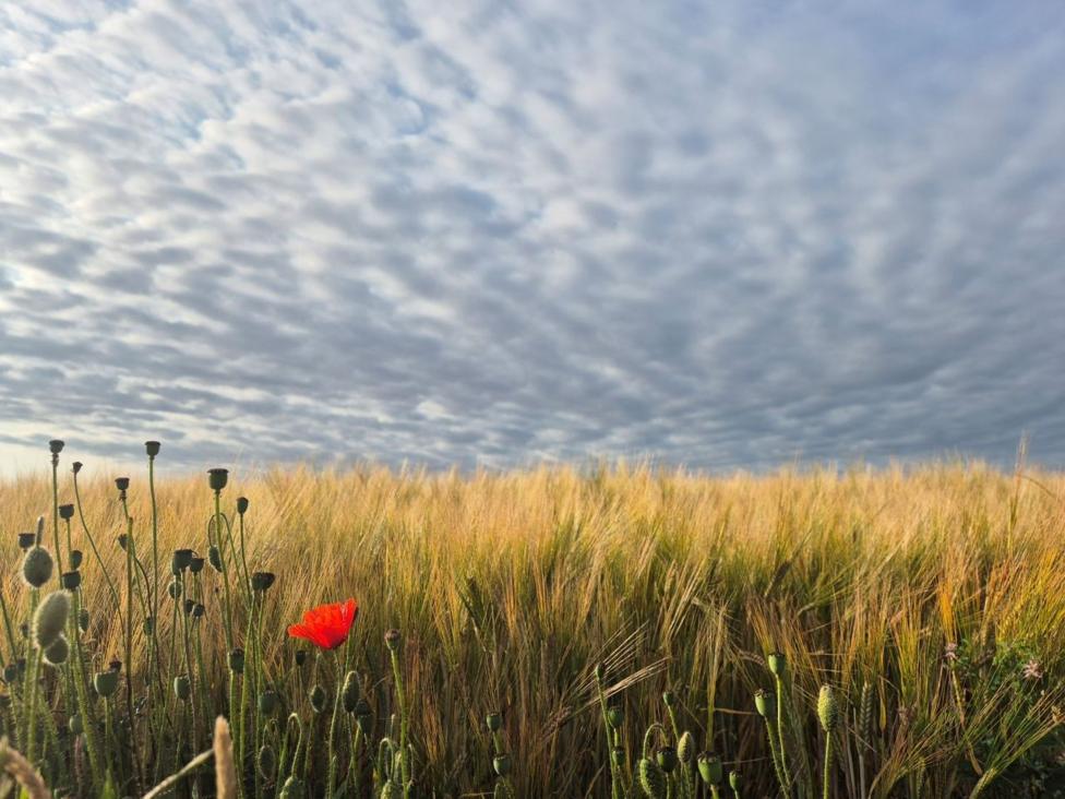 A single poppy in a wheat field with a cloud sky