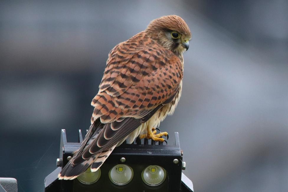 A kestrel perched on top of a black metal fixture containing three circular lights.