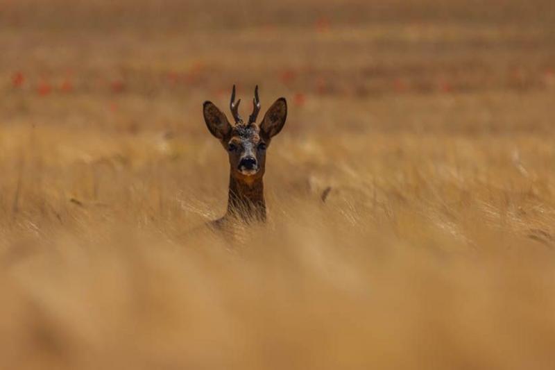 A deer peeps out from a wheat field