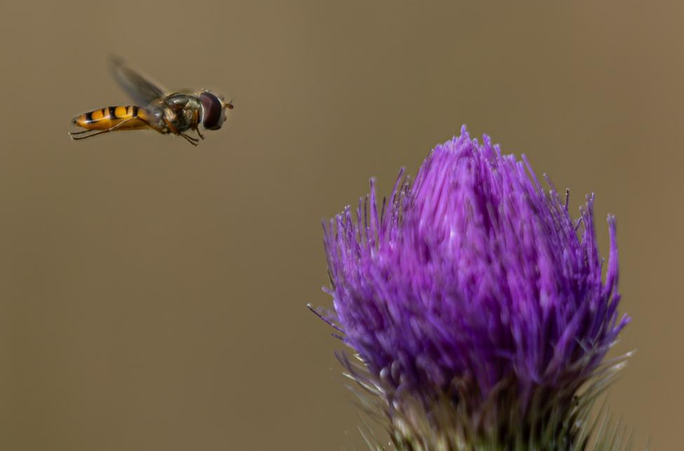 A hoverfly approaching the head of a thistle