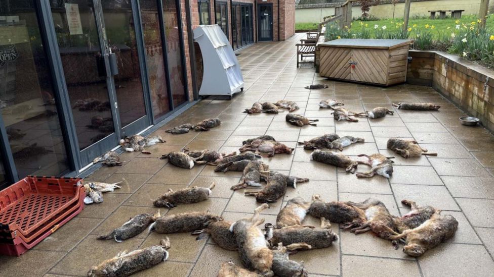 A paved area outside a modern building which houses the village community shop in Brought is covered in the bodies of dead hares and rabbits.