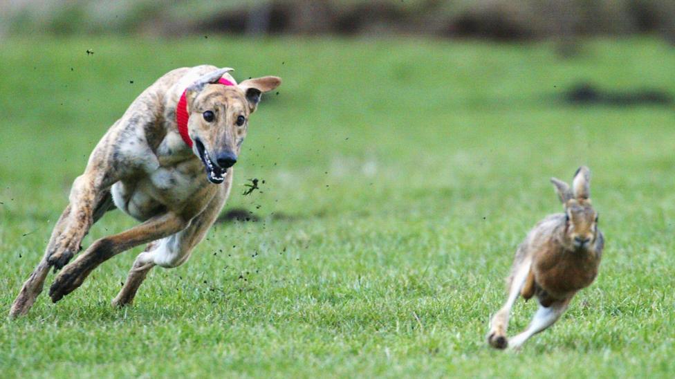 An archive photo from 2004, showing one of the last Waterloo Cup hare coursing competitions, with a greyhound wearing a red collar leaning to its left as it follows the turns of the hare in front of it, as mud flies up from its paws.
