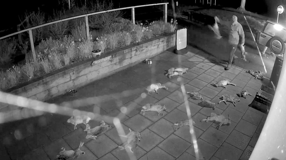 A black-and-white still frame from CCTV cameras outside the village shop in Broughton. Fne spider webs can be seen across the image, but behind them can be seen a man holding a rabbit or a hare in each hand and tossing them on to the paved area in front of the shop, where several dead animals are already lying. The man appears to be wearing a hood which is drawn tight over his face, so his identity isn't clear. Behind him, the tailgate of a 4x4 is open and the legs of another man can just be seen.