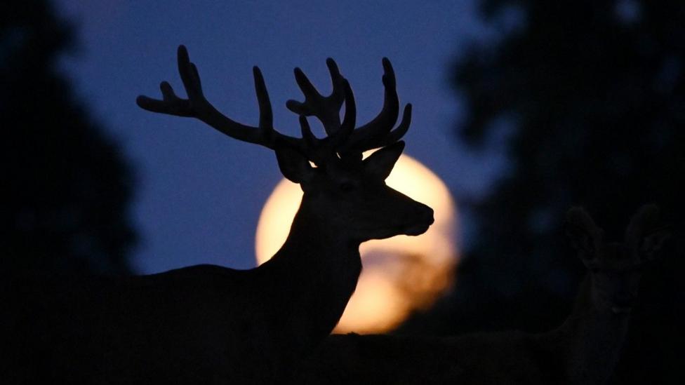 The silhouette of a buck with big antlers in front of the golden disc of a new Moon set in blue sky