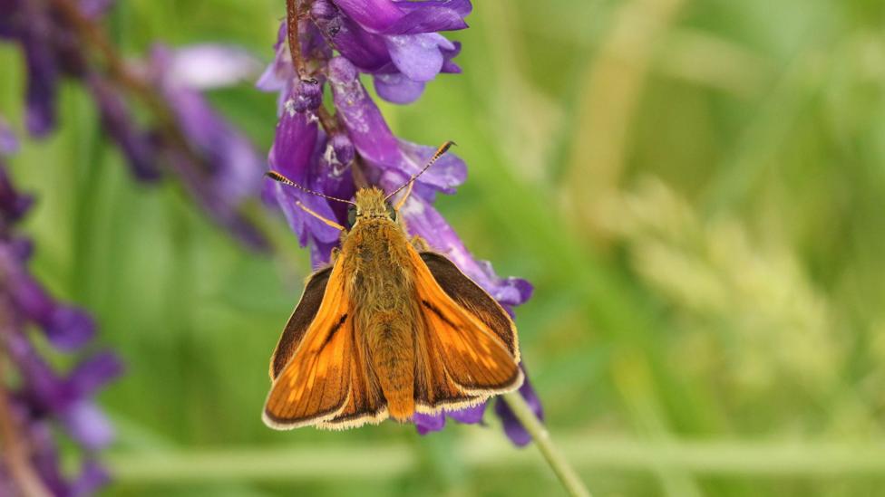 A Large Skipper Butterfly perching on a flower. It is an orange and brown butterfly on a purple flower.