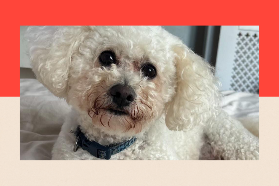 Andy Burnham's dog, Axel