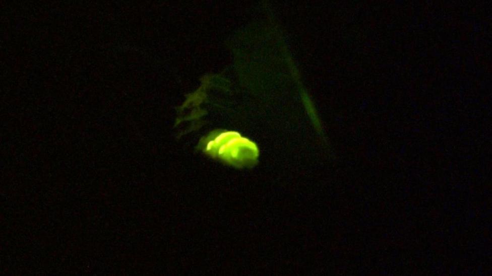 In an almost completely black image, two green-glowing bands light up the image. You can just about make out the body of an insect above the green bands.
