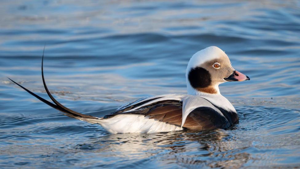 A long-tailed duck floats on water. The bird has grey, black and white feathers, a long curved tail and a light pink beak with a black tip.
