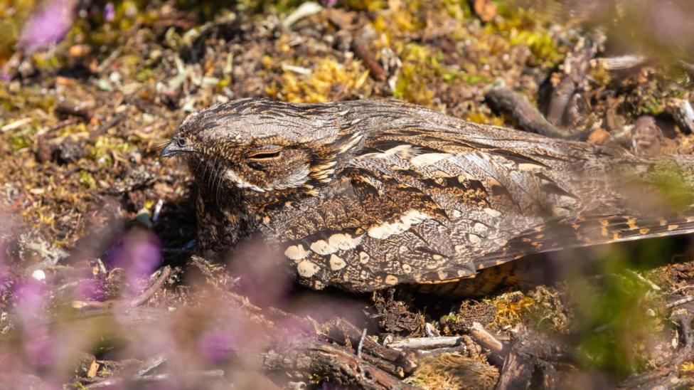 A Eurasian nightjar appears through purple and green foliage, roosting on the ground covered in moss, twigs and branches.