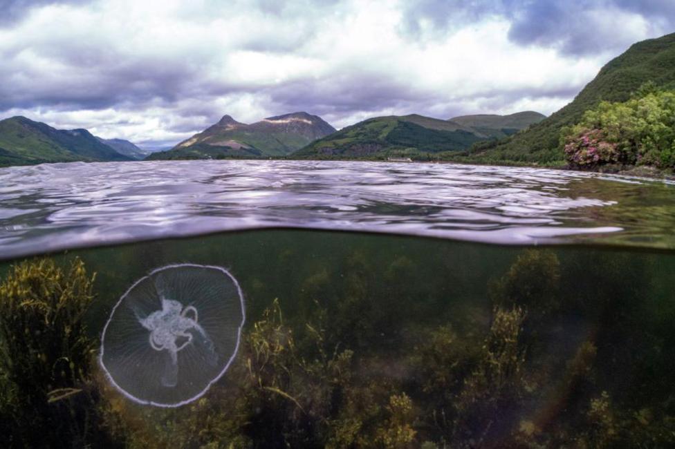 A moon jellyfish in the underwater with hills above the water as part of Scotland's landscape.