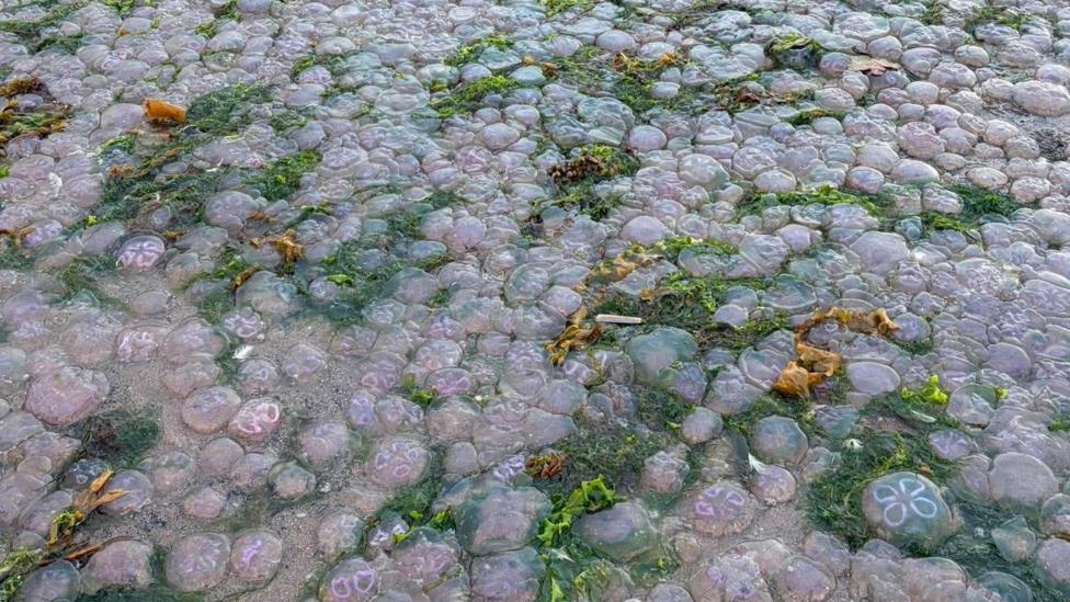 Hundreds of jellyfish washed up on the beach. Green seaweed is intertwined round them.
