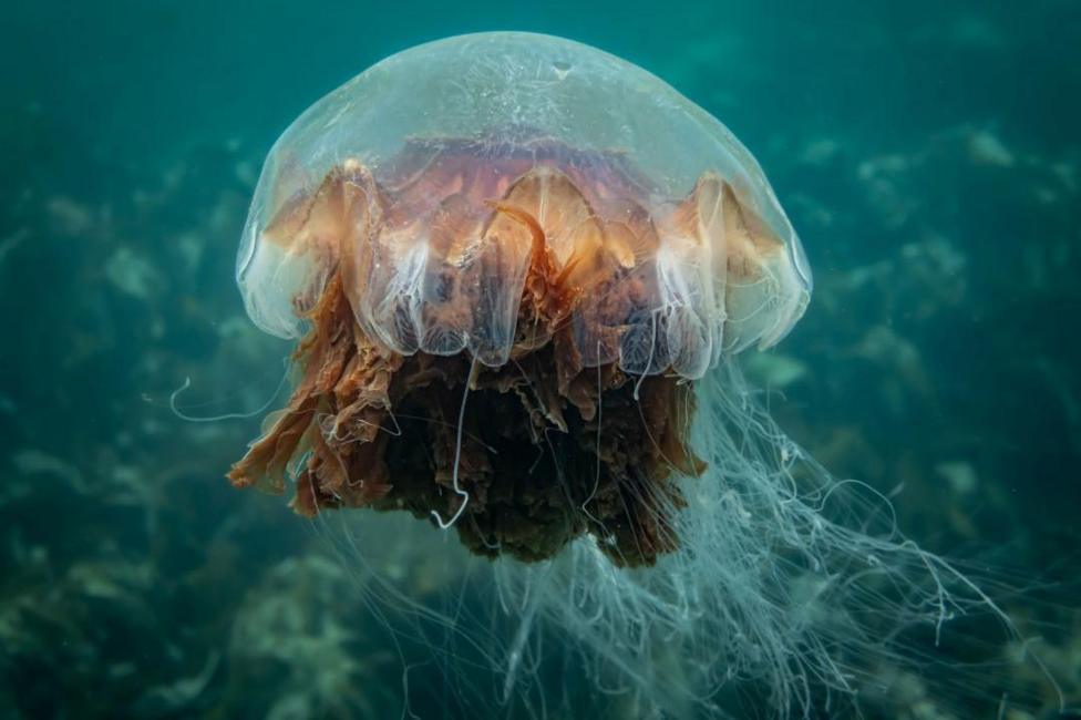 A brownish orange Lion's Mane jellyfish underwater. 