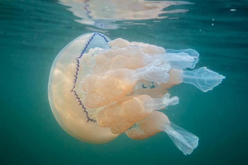 A white Barrel jellyfish in the water. It has eight frilly-looking tentacles.