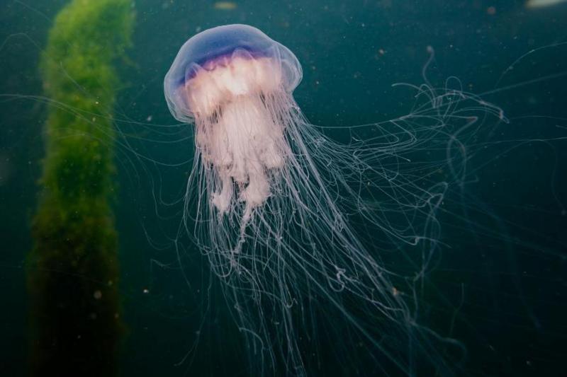 A blue jellyfish with long tentacles underwater.