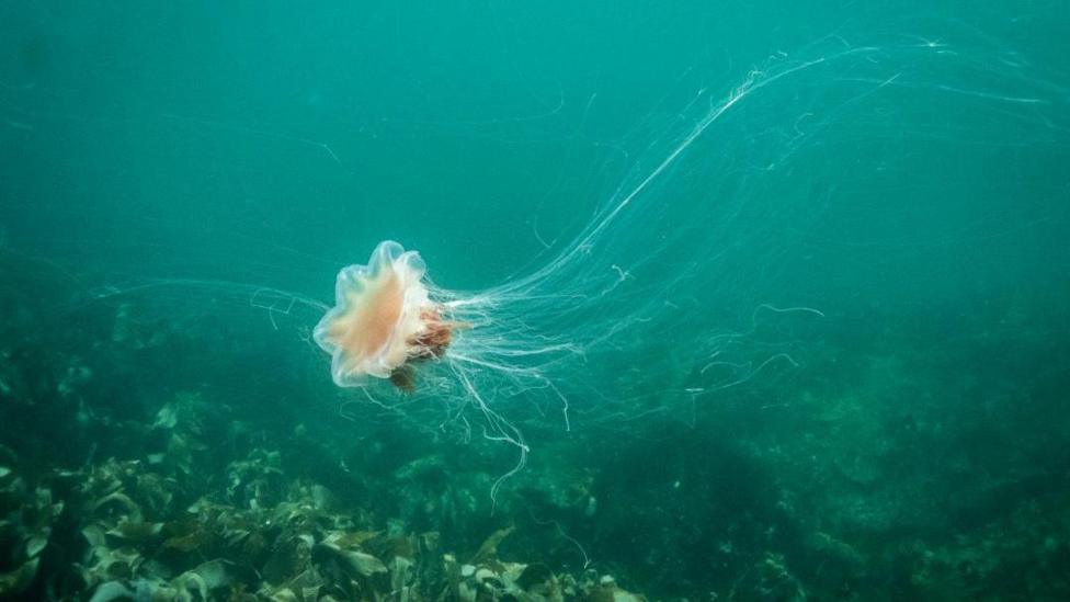 A brownish orange Lion's Mane jellyfish underwater. 
