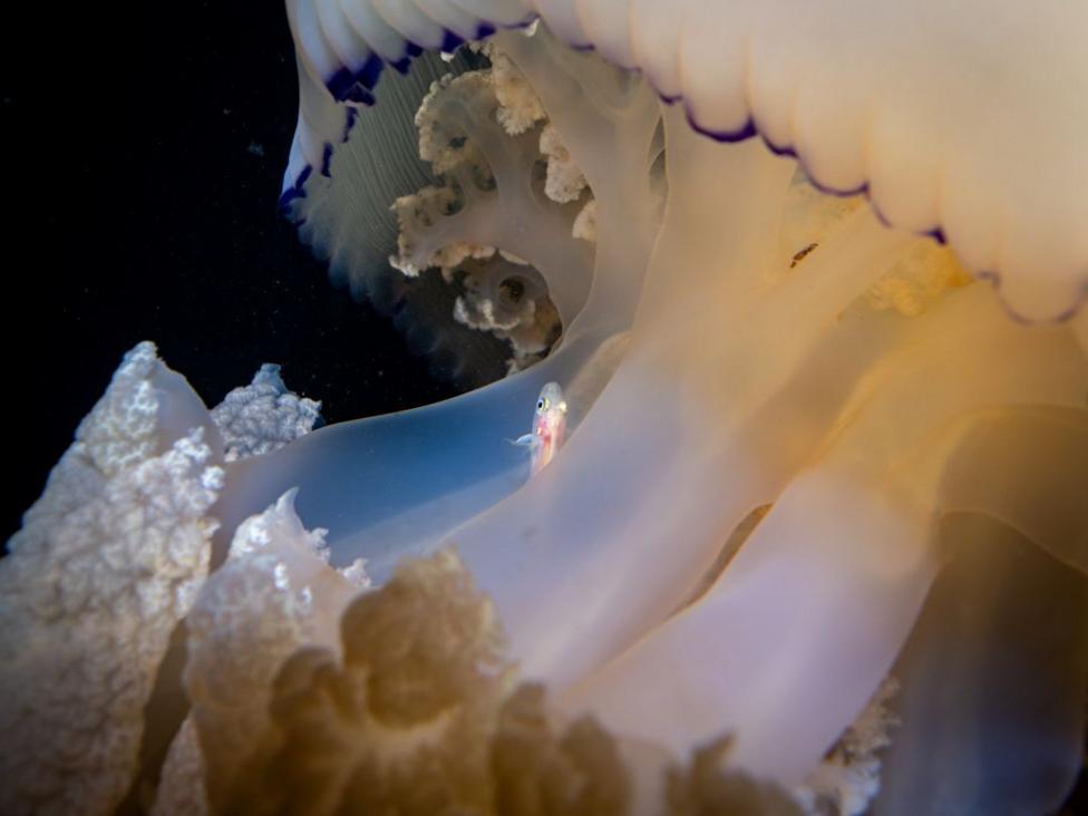 A close-up of a white Barrel jellyfish with a fish poking out from behind its tentacles.