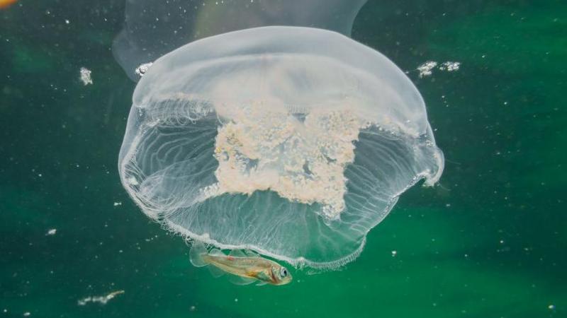 A white jellyfish with no tentacles underwater. A small fish swims underneath it.