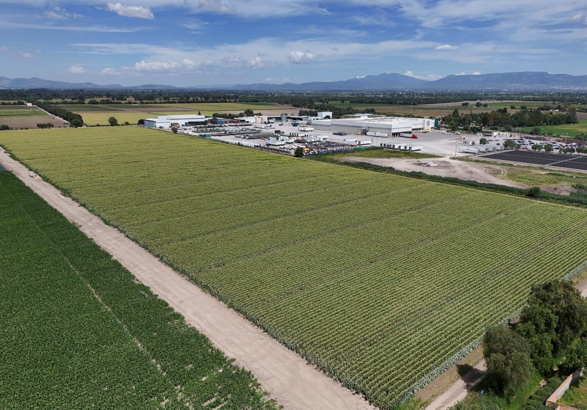field of lettuce 