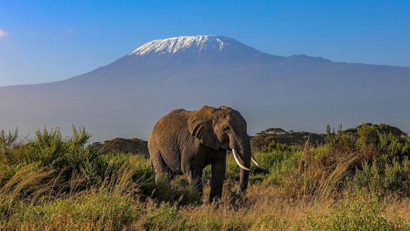 An elehpant standing on a grassy landscape. Mount kilimanjaro is in the background