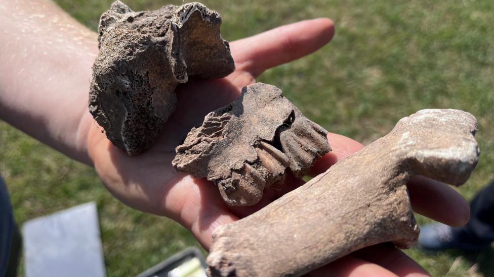 Three pieces of bone held in someone's palm