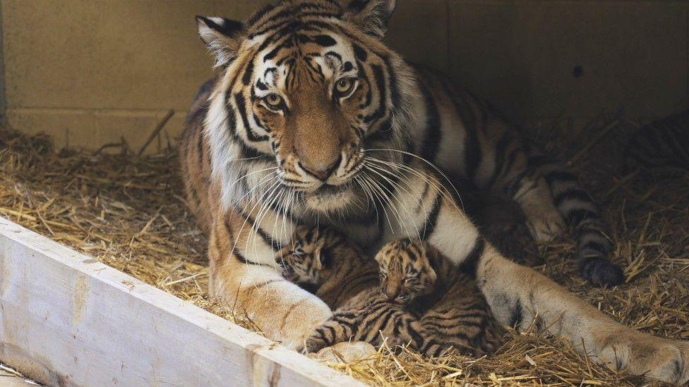 A large Amur tiger laying in a bed of straw, with two small tiger cubs between her front paws.