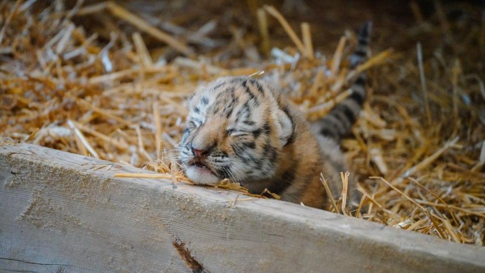 A tiger cub laying in a bed of straw inside its enclosure, resting its chin on a wooden plank with its eyes closed.