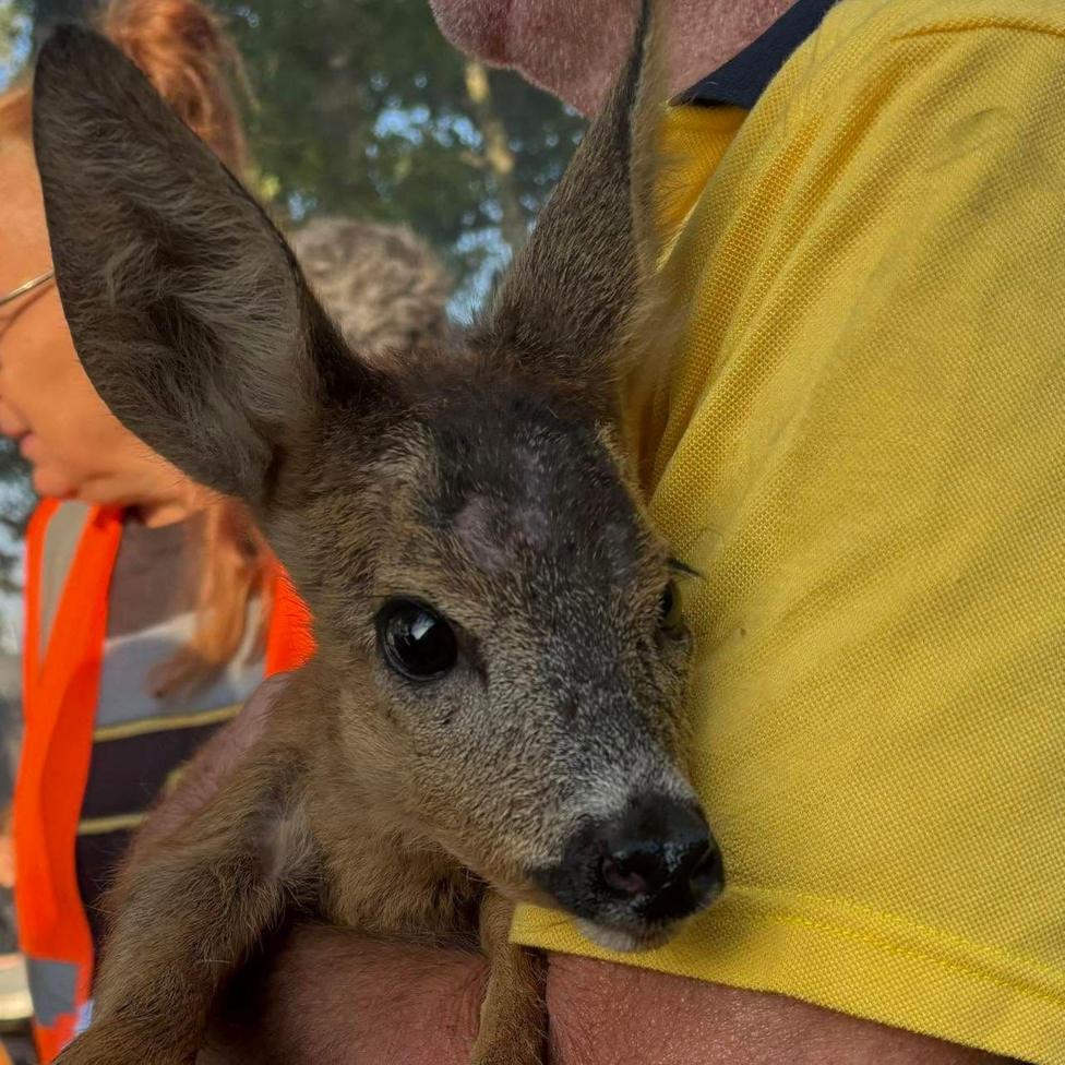 A baby roe deer is held by a volunteer from Wany the Pooh wearing a yellow T-shirt