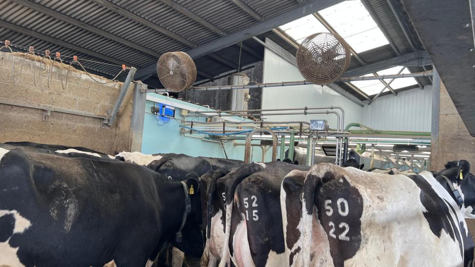 Cows are pictured inside a barn with large fans on the rafters