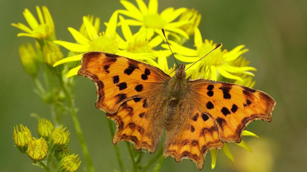 An orange and black comma butterfly on a yellow flower.