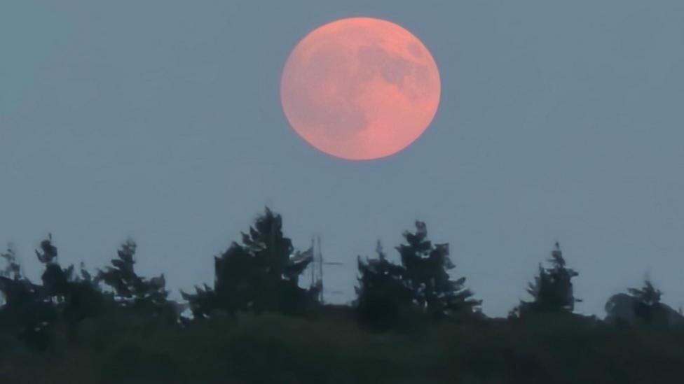 A huge orange full buck moon in the sky above a field.