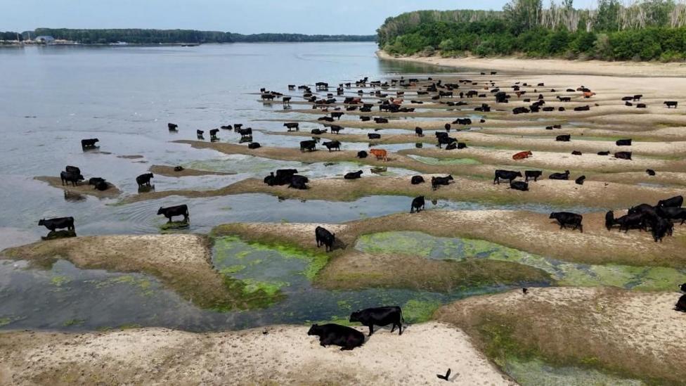 Cattle sit on sand dunes visible after Danube river's level fell substantially, near Calarasi, Romania, July 18, 2026