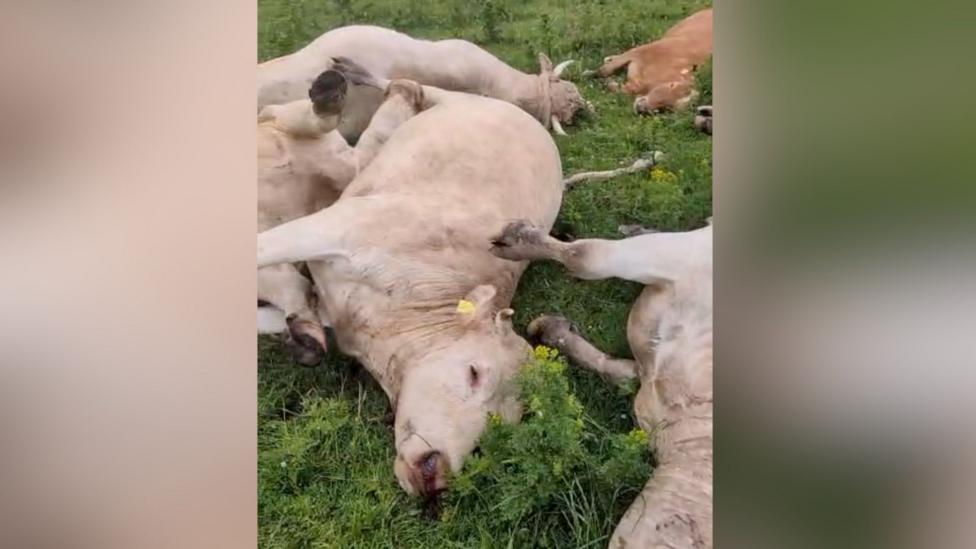 Cows lie dead in a field