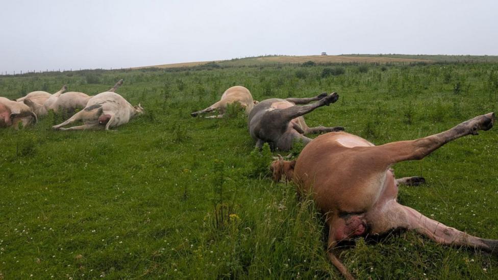 Cows lie dead in a field