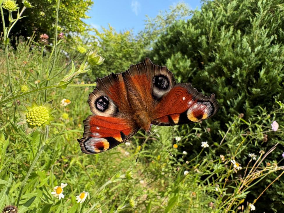 A peacock butterfly with bright red-orange wings rests among wildflowers and greenery. The butterfly's wings are spread open, displaying distinctive eye-like markings against a sunlit garden backdrop.