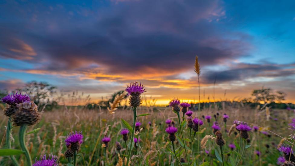 Black knapweed flowers stand in a grassy meadow beneath a colourful sunset sky.