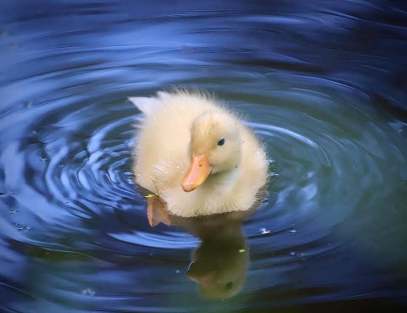 A fluffy yellow duckling swims in dark blue water, creating ripples around its body. The duckling's reflection is visible beneath it on the calm surface.