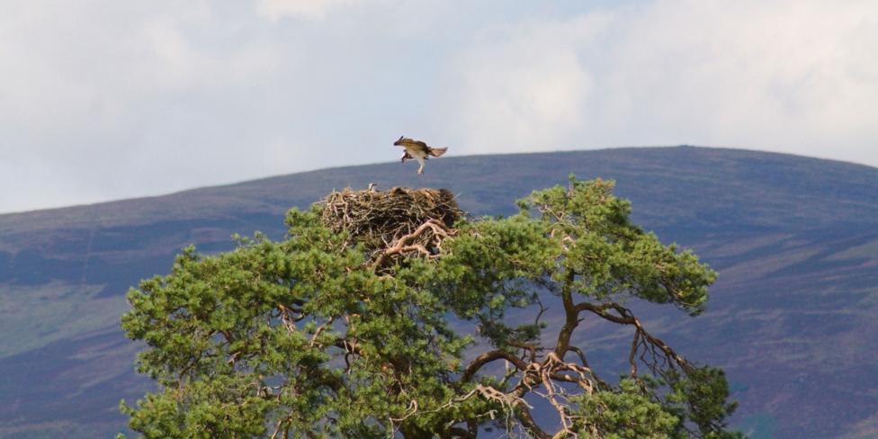 An osprey hovers above a large nest built in the crown of a windswept pine tree. Another bird is visible in the nest, while rolling hills and a cloudy sky form the backdrop to the wildlife scene.