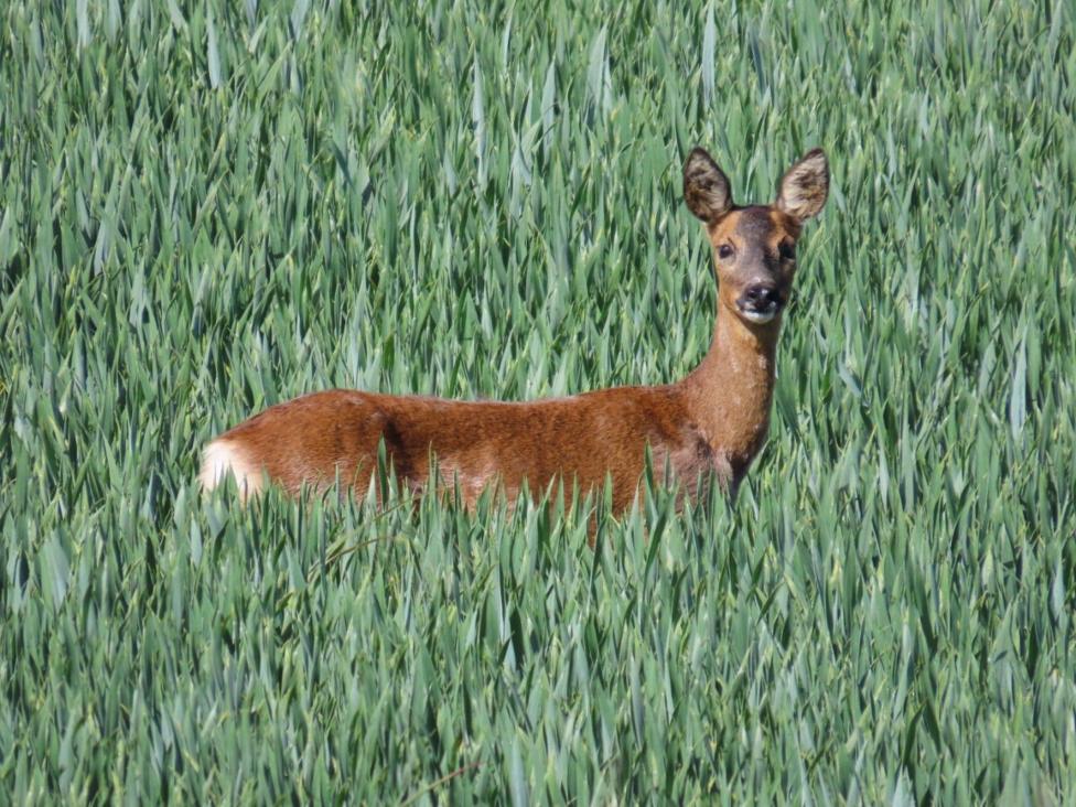 A roe deer stands among tall green crops, with only its upper body visible above the vegetation. The animal faces the camera with its ears upright, surrounded by a dense field of green blades.