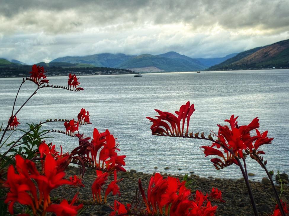 Bright red flowers bloom along a rocky shoreline beside a calm loch. Mountains rise in the background beneath a dramatic sky of thick grey clouds, with a small boat visible on the water.