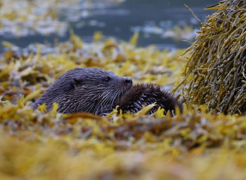 A wild otter rests among golden-brown seaweed at the water’s edge. The close-up photograph shows the animal’s head and whiskers emerging from the seaweed, with calm water blurred in the background.