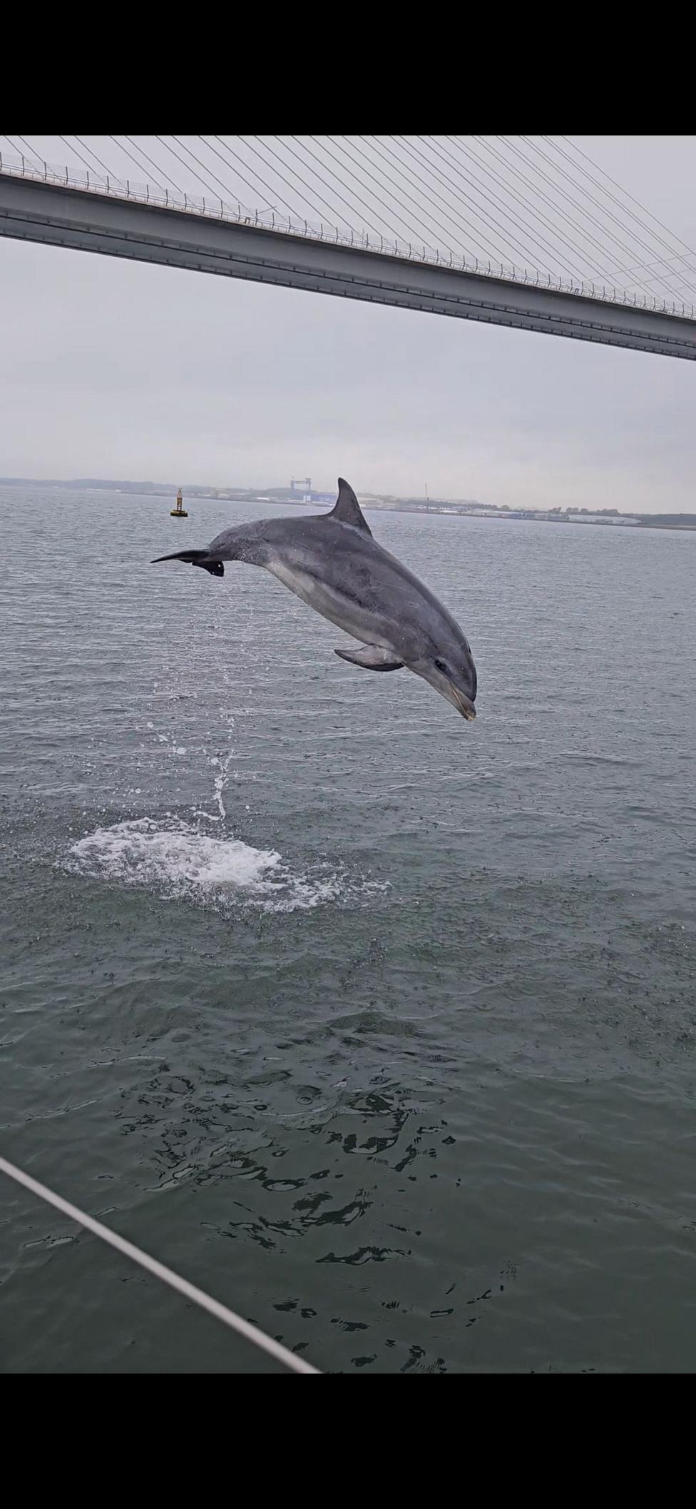 A dolphin leaps clear of the water beneath a large suspension bridge. Water splashes below the animal as it arches through the air, with a grey sky and distant shoreline visible across the estuary.