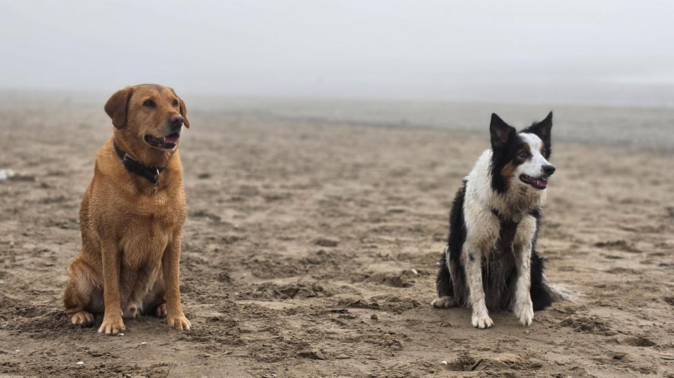 A brown Labrador and a black-and-white Border Collie sit on a sandy beach. The dogs face slightly to the side, with mist or sea fog obscuring the background and creating a muted, grey coastal scene.
