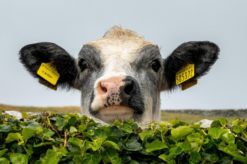 A black-and-white calf with yellow ear tags peers over a low stone wall covered in green ivy.