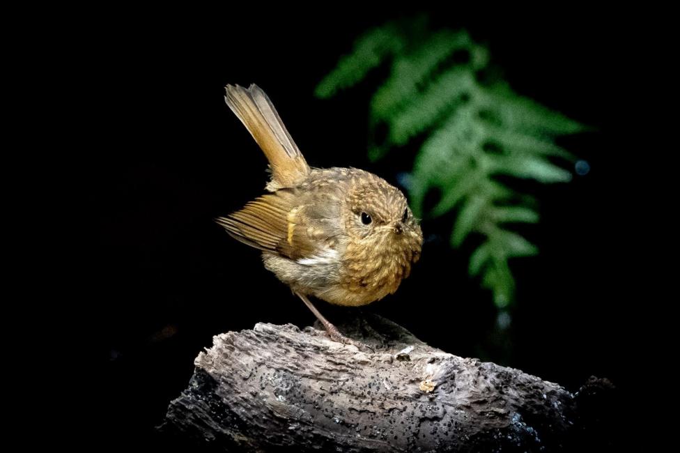 A small brown bird perches on a weathered tree branch. The bird is sharply lit against a dark background, with a blurred green fern visible behind it.
