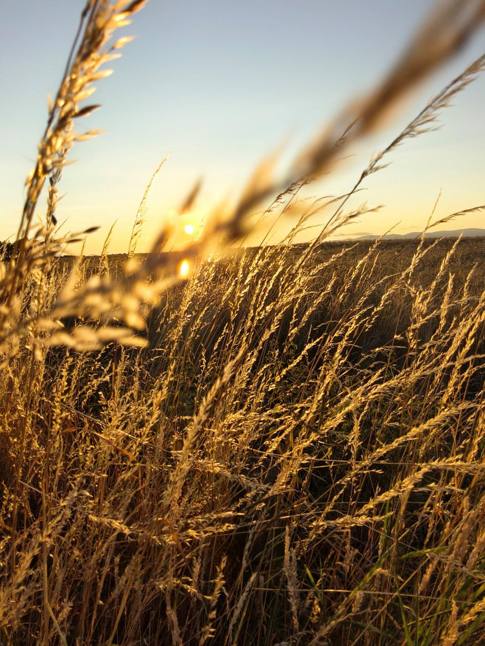Tall golden grasses fill the foreground of a field at sunset. The low sun shines through the stems, creating warm amber light and soft silhouettes against a pale evening sky.
