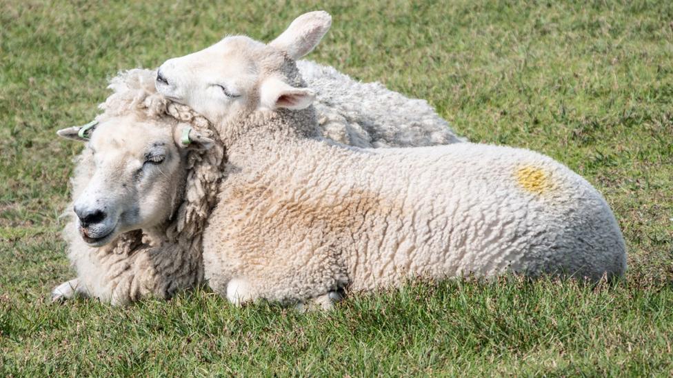 A lamb lies on grass with its head resting across the back of an adult sheep. Both animals are lying close together in a sunlit field, with their thick cream-coloured wool clearly visible.