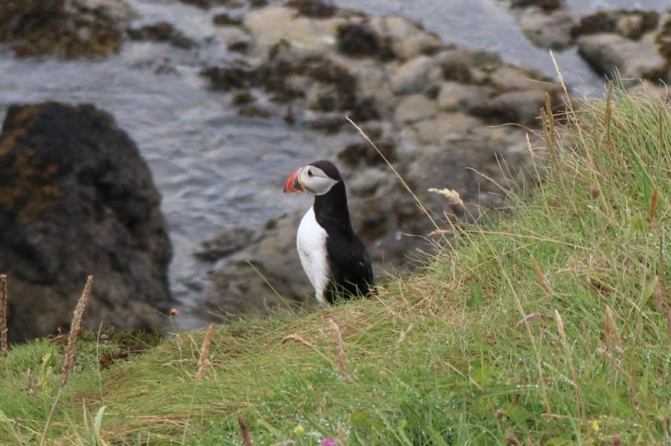 A puffin stands in short grass on a coastal cliff above a rocky shoreline. The black-and-white seabird faces sideways, showing its distinctive orange beak, with the sea and rocks visible below.
