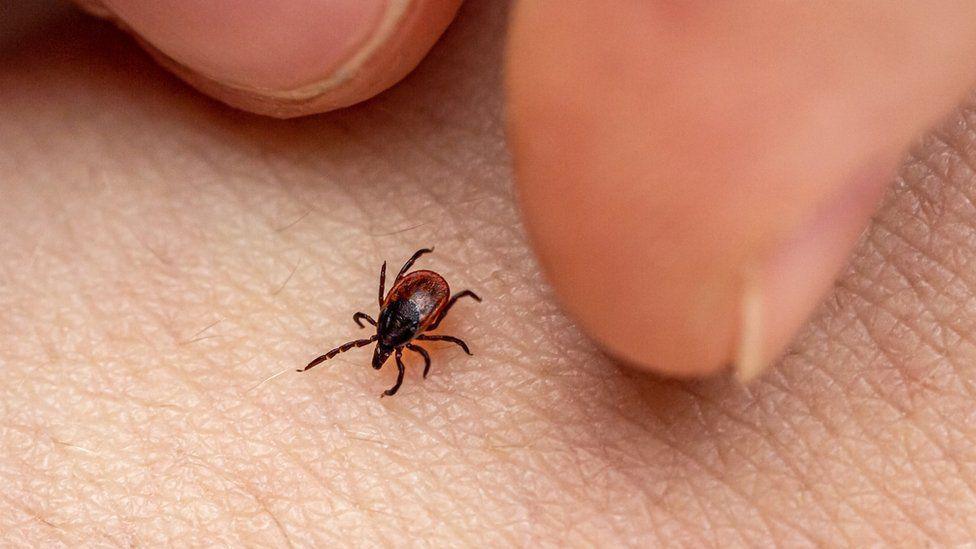 A tiny insect is pictured on a skin of a human , alongside some fingers