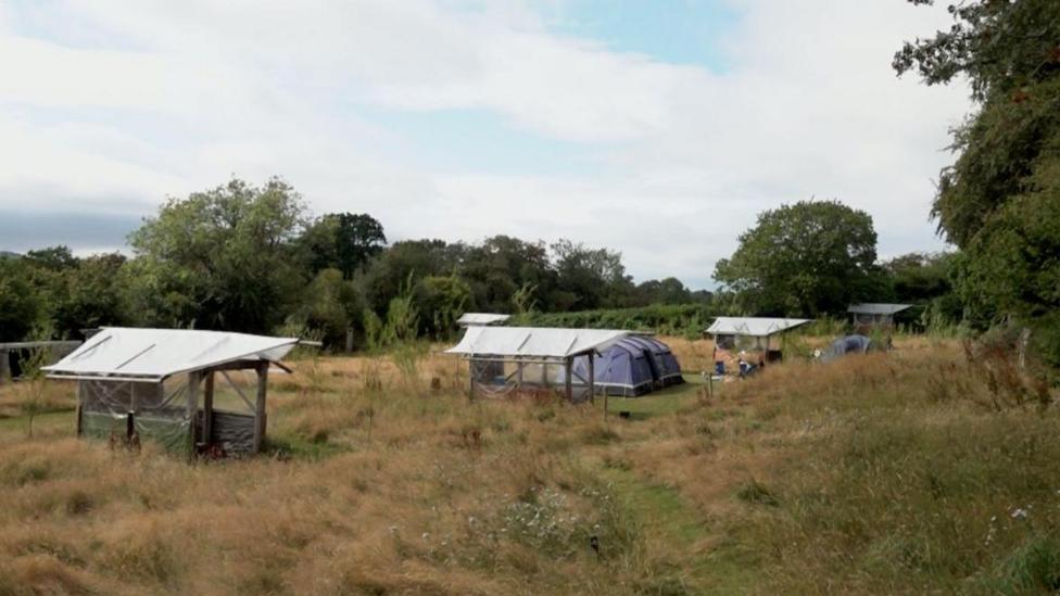 A campsite with long yellow and green grasses. Across the field there are a number of small shelters and a couple of tents. The field is surrounded by trees and hedgerows.
