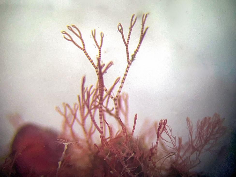A photograph of a tiny seaweed with pink stripes and pincer tips looks as if it's reaching up.